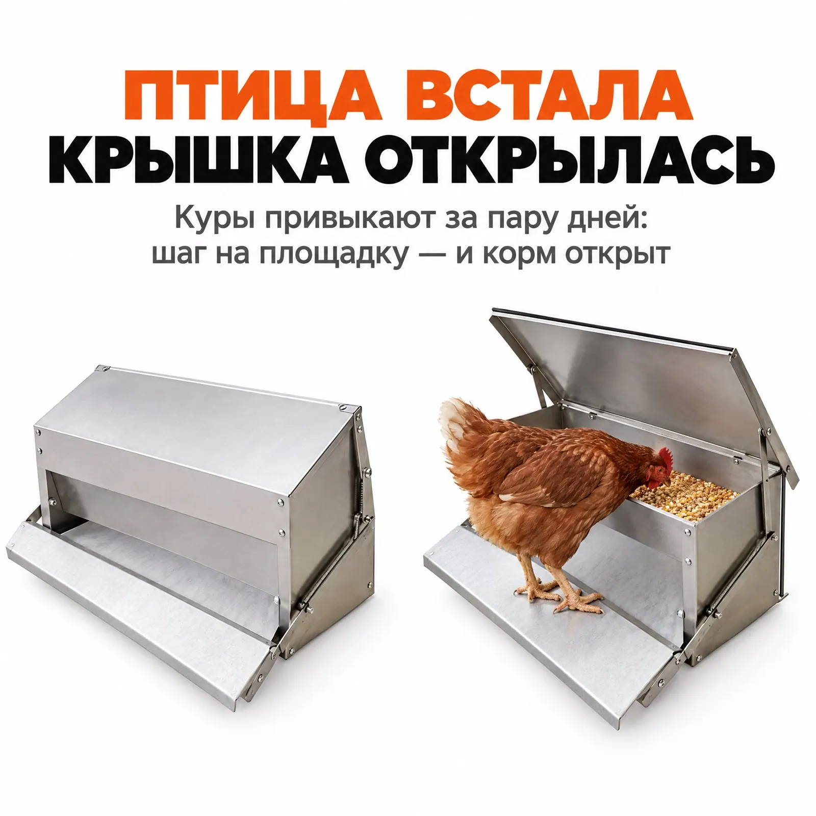 Кормушка с педалью: как перестать кормить воробьёв и крыс
